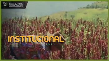 Ministerio de Agricultura - La Quinua en Ayacucho